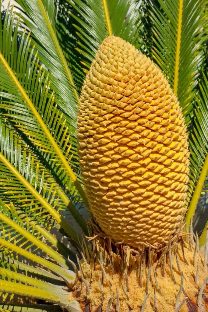 Picture of the Pith on a Sago palm